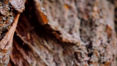 Ağaç gövdesinin kabuğunun makro video çekimi. Orman, ağaç, doğa, doku. Karmaşık desenli ağaç kabuğu. Ağaç kabuğunun kabuğunun kabuğu pürüzlü. Ağaç gövdesindeki ağaç kabuğunun detaylı görüntüsü. Yavaş çekim..