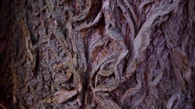 Ağaç gövdesinin kabuğunun makro video çekimi. Orman, ağaç, doğa, doku. Karmaşık desenli ağaç kabuğu. Ağaç kabuğunun kabuğunun kabuğu pürüzlü. Ağaç gövdesindeki ağaç kabuğunun detaylı görüntüsü. Yavaş çekim..