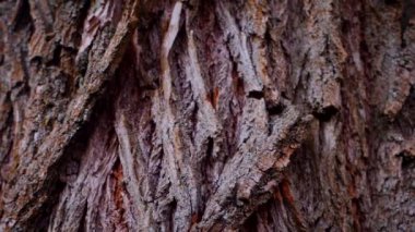 Ağaç gövdesinin kabuğunun makro video çekimi. Orman, ağaç, doğa, doku. Karmaşık desenli ağaç kabuğu. Ağaç kabuğunun kabuğunun kabuğu pürüzlü. Ağaç gövdesindeki ağaç kabuğunun detaylı görüntüsü. Yavaş çekim..
