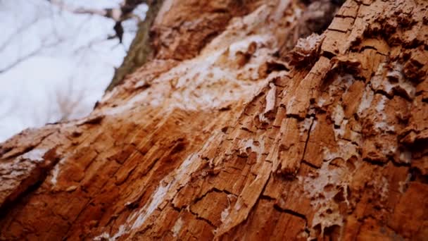 Grabación Vídeo Macro Corteza Tronco Árbol Bosque Árbol Naturaleza Textura — Vídeos de Stock