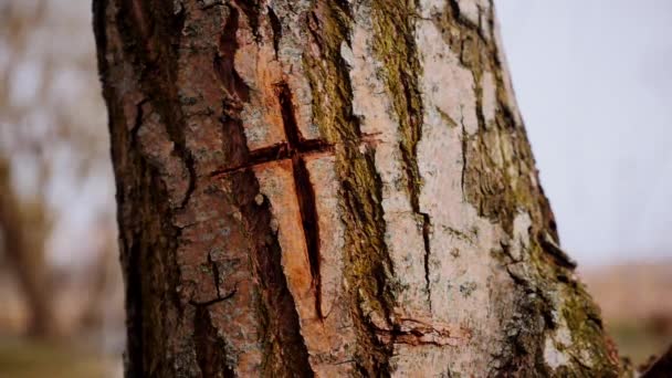 宏观视频拍摄的交叉的树皮树干 一个雕刻在树干上的基督教十字架 花纹复杂的树皮 树皮粗硬质感的特写 慢动作射击 — 图库视频影像