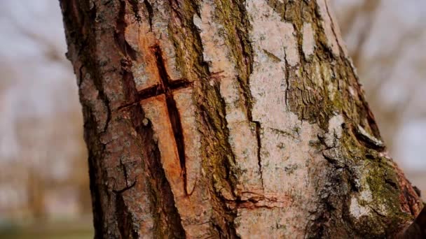줄기의 껍질의 십자가의 매크로 비디오 줄기에 새겨진 기독교 십자가 복잡한 — 비디오