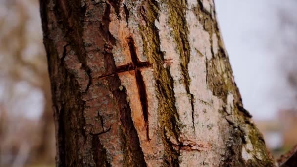 Macro Filmagem Vídeo Cruz Casca Tronco Árvore Uma Cruz Cristã — Vídeo de Stock