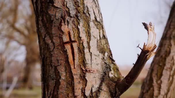 Nakręcenie Makro Krzyża Kory Pnia Drzewa Rzeźbiony Krzyż Chrześcijański Pniu — Wideo stockowe