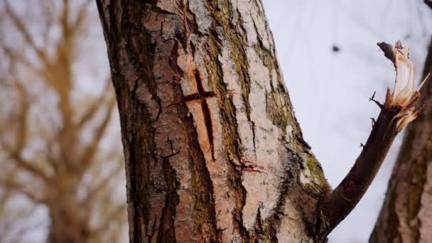 Macro Filmagem Vídeo Cruz Casca Tronco Árvore Uma Cruz Cristã — Vídeo de Stock