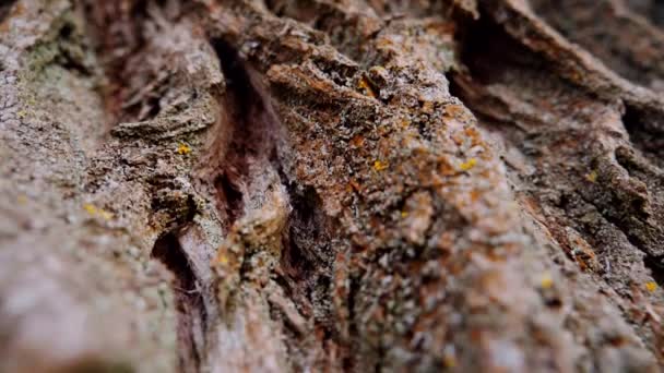 Grabación Vídeo Macro Corteza Tronco Árbol Bosque Árbol Naturaleza Textura — Vídeos de Stock