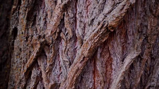 Macro Filmagem Vídeo Casca Tronco Árvore Floresta Árvore Natureza Textura — Vídeo de Stock