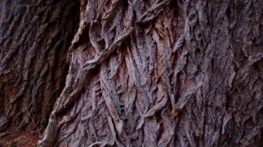 Ağaç gövdesinin kabuğunun makro video çekimi. Orman, ağaç, doğa, doku. Karmaşık desenli ağaç kabuğu. Ağaç kabuğunun kabuğunun kabuğu pürüzlü. Ağaç gövdesindeki ağaç kabuğunun detaylı görüntüsü. Yavaş çekim..
