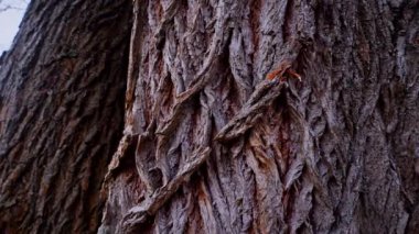 Ağaç gövdesinin kabuğunun makro video çekimi. Orman, ağaç, doğa, doku. Karmaşık desenli ağaç kabuğu. Ağaç kabuğunun kabuğunun kabuğu pürüzlü. Ağaç gövdesindeki ağaç kabuğunun detaylı görüntüsü. Yavaş çekim..
