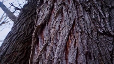 Ağaç gövdesinin kabuğunun makro video çekimi. Orman, ağaç, doğa, doku. Karmaşık desenli ağaç kabuğu. Ağaç kabuğunun kabuğunun kabuğu pürüzlü. Ağaç gövdesindeki ağaç kabuğunun detaylı görüntüsü. Yavaş çekim..