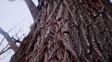 Ağaç gövdesinin kabuğunun makro video çekimi. Orman, ağaç, doğa, doku. Karmaşık desenli ağaç kabuğu. Ağaç kabuğunun kabuğunun kabuğu pürüzlü. Ağaç gövdesindeki ağaç kabuğunun detaylı görüntüsü. Yavaş çekim..