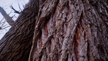Ağaç gövdesinin kabuğunun makro video çekimi. Orman, ağaç, doğa, doku. Karmaşık desenli ağaç kabuğu. Ağaç kabuğunun kabuğunun kabuğu pürüzlü. Ağaç gövdesindeki ağaç kabuğunun detaylı görüntüsü. Yavaş çekim..