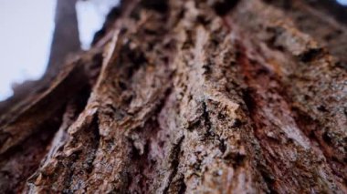 Ağaç gövdesinin kabuğunun makro video çekimi. Orman, ağaç, doğa, doku. Karmaşık desenli ağaç kabuğu. Ağaç kabuğunun kabuğunun kabuğu pürüzlü. Ağaç gövdesindeki ağaç kabuğunun detaylı görüntüsü. Yavaş çekim..