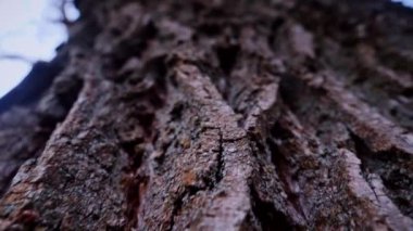 Ağaç gövdesinin kabuğunun makro video çekimi. Orman, ağaç, doğa, doku. Karmaşık desenli ağaç kabuğu. Ağaç kabuğunun kabuğunun kabuğu pürüzlü. Ağaç gövdesindeki ağaç kabuğunun detaylı görüntüsü. Yavaş çekim..