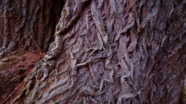 宏观视频拍摄的树皮树干 花纹复杂的树皮 树皮粗硬质感的特写 树干上树皮的详细视图 慢动作射击 — 图库视频影像