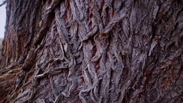 Макро Відеозйомка Кори Стовбура Дерева Ліс Дерево Природа Текстура Кора — стокове відео