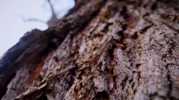 Macro Filmagem Vídeo Casca Tronco Árvore Floresta Árvore Natureza Textura — Vídeo de Stock