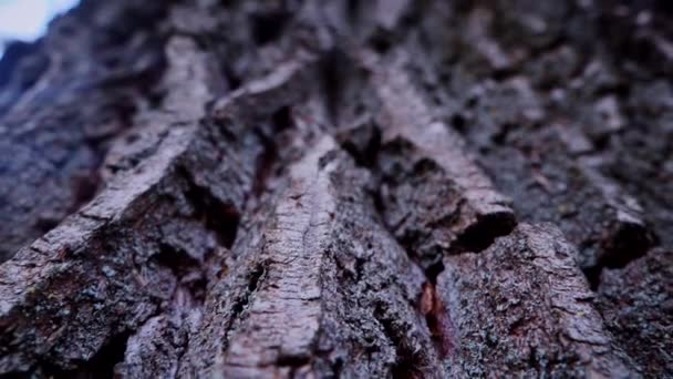 宏观视频拍摄的树皮树干 花纹复杂的树皮 树皮粗硬质感的特写 树干上树皮的详细视图 慢动作射击 — 图库视频影像