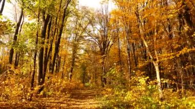 Sonbahar ormanı. Parkın yaprakları sararır. Ormanın zeminini kaplayan renkli sonbahar yaprakları. Altın yapraklar yapraklardan bir halı oluşturuyor. Sarı yapraklı sakin sonbahar sahnesi. Sarı yapraklardan halısı olan canlı bir sonbahar ormanı.