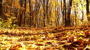 Sonbahar ormanı. Parkın yaprakları sararır. Ormanın zeminini kaplayan renkli sonbahar yaprakları. Altın yapraklar yapraklardan bir halı oluşturuyor. Sarı yapraklı sakin sonbahar sahnesi. Sarı yapraklardan halısı olan canlı bir sonbahar ormanı.