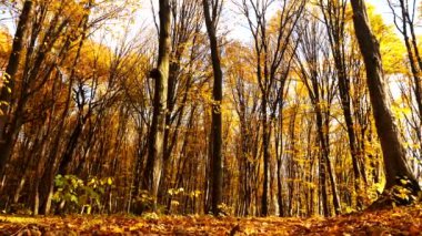 Sonbahar ormanı. Parkın yaprakları sararır. Ormanın zeminini kaplayan renkli sonbahar yaprakları. Altın yapraklar yapraklardan bir halı oluşturuyor. Sarı yapraklı sakin sonbahar sahnesi. Sarı yapraklardan halısı olan canlı bir sonbahar ormanı.