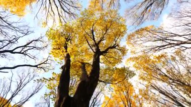 Sonbahar ormanı. Parkın yaprakları sararır. Ormanın zeminini kaplayan renkli sonbahar yaprakları. Altın yapraklar yapraklardan bir halı oluşturuyor. Sarı yapraklı sakin sonbahar sahnesi. Sarı yapraklardan halısı olan canlı bir sonbahar ormanı.