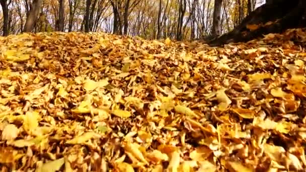 Sonbahar Ormanı Parkın Yaprakları Sararır Ormanın Zeminini Kaplayan Renkli Sonbahar — Stok video