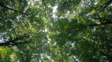 Güneş ışığı sık orman ağaçlarının arasından akıyor. Altın ışınlar yemyeşil yaprakların arasından süzülüyor. Doğanın ışıkları orman zemininde parlıyor. Ormanın göbeğinde aydınlanmış bir kubbe..