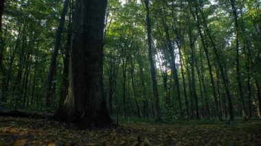 Güneş ışığı sık orman ağaçlarının arasından akıyor. Altın ışınlar yemyeşil yaprakların arasından süzülüyor. Doğanın ışıkları orman zemininde parlıyor. Ormanın göbeğinde aydınlanmış bir kubbe..