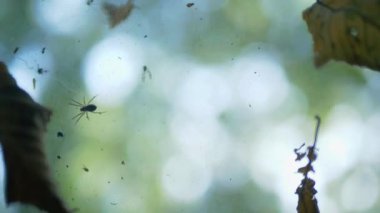 Yoğun yapraklarla çevrili devrilmiş bir ağaç. Ormanda düşen yosunlu ağaç. Ormanın zemininde devrilmiş bir ağaç vardı. Düşen ağaç gövdesi yapraklarla kaplı..