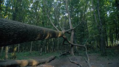 Yoğun yapraklarla çevrili devrilmiş bir ağaç. Ormanda düşen yosunlu ağaç. Ormanın zemininde devrilmiş bir ağaç vardı. Düşen ağaç gövdesi yapraklarla kaplı..