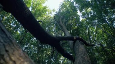 Yoğun yapraklarla çevrili devrilmiş bir ağaç. Ormanda düşen yosunlu ağaç. Ormanın zemininde devrilmiş bir ağaç vardı. Düşen ağaç gövdesi yapraklarla kaplı..