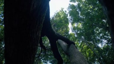 Yoğun yapraklarla çevrili devrilmiş bir ağaç. Ormanda düşen yosunlu ağaç. Ormanın zemininde devrilmiş bir ağaç vardı. Düşen ağaç gövdesi yapraklarla kaplı..