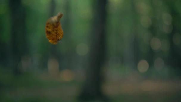Egy Kidőlt Sűrű Lombozattal Körülvéve Mossy Kidőlt Erdőben Leesett Feküdt — Stock videók