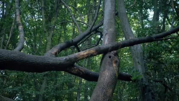 Padlý Strom Obklopený Hustým Listím Mossy Spadl Lese Padlý Strom — Stock video