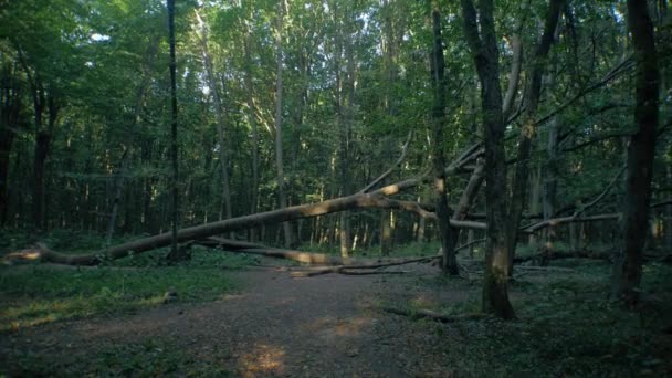 Ett Fallen Träd Omgivet Täta Lövverk Mossy Fallna Träd Skogen — Stockvideo