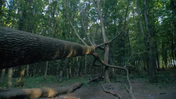 조밀한 단풍으로 둘러싸인 떨어진 모시가 숲에서 나무를 떨어뜨렸습니다 바닥을 떨어진 — 비디오