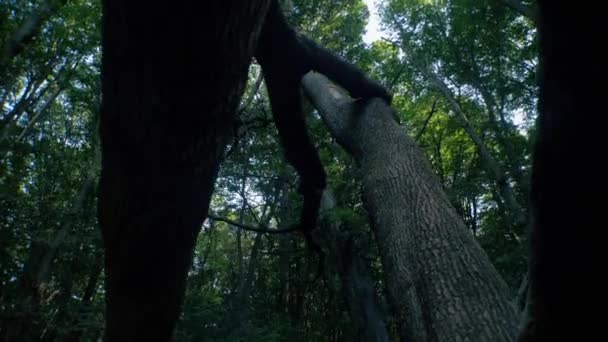 濃い葉に囲まれた倒れた木 モシーは森の中の木に倒れました 森の床に落ちた木が横たわっています 葉に覆われた秋の木のトランク — ストック動画