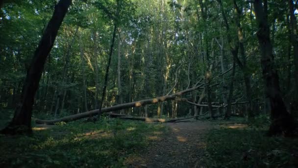 濃い葉に囲まれた倒れた木 モシーは森の中の木に倒れました 森の床に落ちた木が横たわっています 葉に覆われた秋の木のトランク — ストック動画