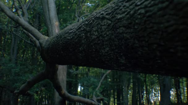 Падшее Дерево Окруженное Густыми Листьями Мосси Упал Дерево Лесу Падшее — стоковое видео