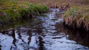 Orman, gün ışığında parlayan dereyle kaplıydı. Yavaş çekim. Bahar Harikalar Diyarı 'nda nehir akıntısı. Köpüklü bir dereyi köpükle kapatın. Çimenli bankalarla çevrili sakin bir dere.
