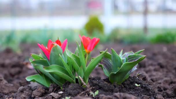 Duas Tulipas Vermelhas Vibrantes Florescendo Jardim Lindas Flores Tulipa Vermelha — Vídeo de Stock