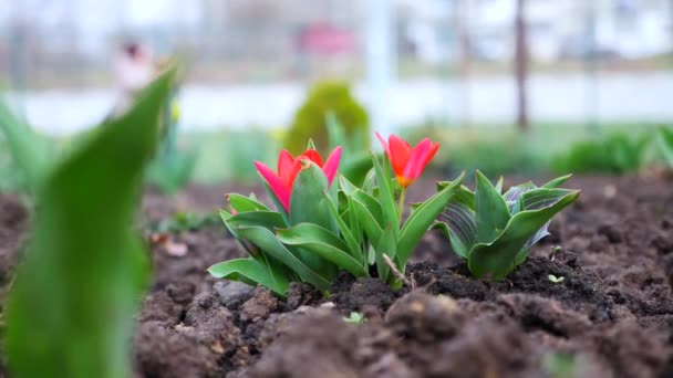 Dva Zářivě Červené Tulipány Kvetoucí Zahradě Krásné Červené Tulipánové Květy — Stock video