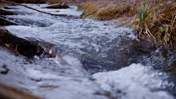 Waldbedeckter Bach Der Sonnenlicht Glitzert Zeitlupenschießen Frühlingswunderland Szene Mit Flusslauf — Stockvideo