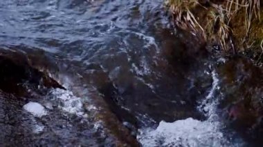 Orman, gün ışığında parlayan dereyle kaplıydı. Yavaş çekim. Bahar Harikalar Diyarı 'nda nehir akıntısı. Köpüklü bir dereyi köpükle kapatın. Çimenli bankalarla çevrili sakin bir dere.