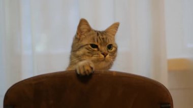 Sandalyede oturan meraklı kedi, doğrudan göz teması kuruyor. Sandalyeye tünemiş, kameraya doğru bakan oyuncu kedi. Şirin kedi sandalyede dikkatle oturuyor, seyirciye bakıyor. Sandalyeye oturup kameraya poz veren bıyıklı kedicik. Sandalyedeki sevimli kedi.