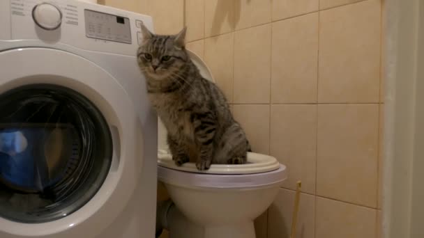 Een Pluizige Kat Zit Een Toiletbril Plast Naast Een Wasmachine — Stockvideo