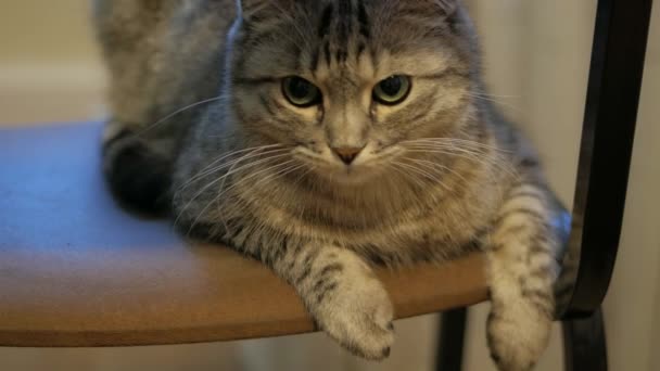 Kucing Penasaran Duduk Kursi Membuat Kontak Mata Langsung Kucing Lucu — Stok Video