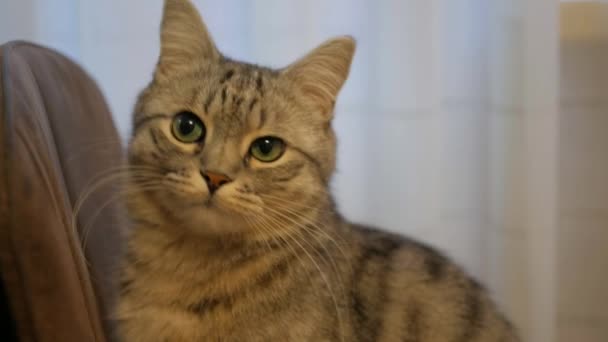 Ciekawy Kot Siedzący Krześle Nawiązujący Bezpośredni Kontakt Wzrokowy Zabawny Kotek — Wideo stockowe