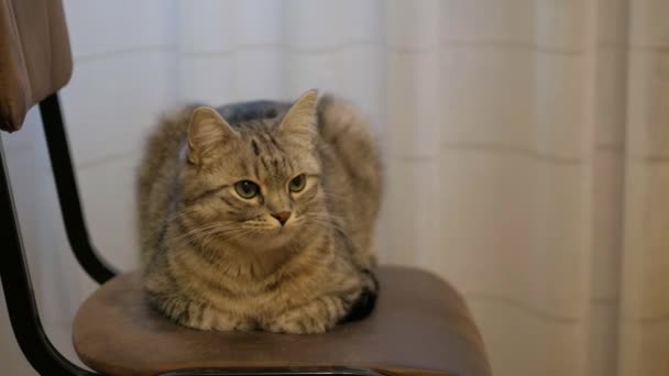 Ciekawy Kot Siedzący Krześle Nawiązujący Bezpośredni Kontakt Wzrokowy Zabawny Kotek — Wideo stockowe